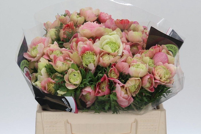 <h4>Anemone Levante Rainbow Mix</h4>