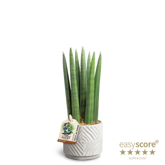 SANSEVIERIA CYLINDRICA