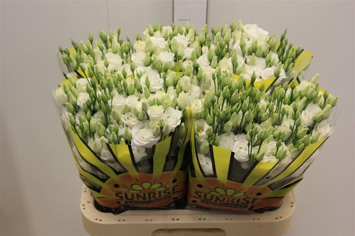 <h4>Eus G Rosi White</h4>