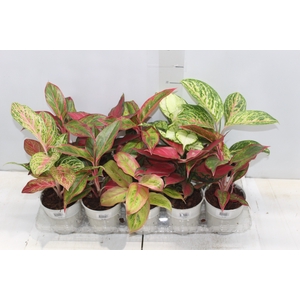 AGLAONEMA VARIADA P12