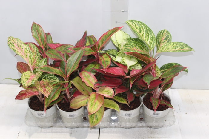 <h4>AGLAONEMA VARIADA P12</h4>