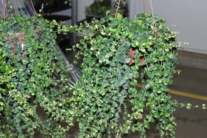 <h4>AESCHYNANTHUS RASTA C21</h4>