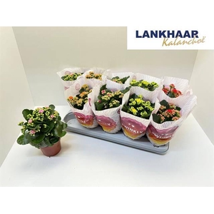 KAL GE PERF GEM 5 KL