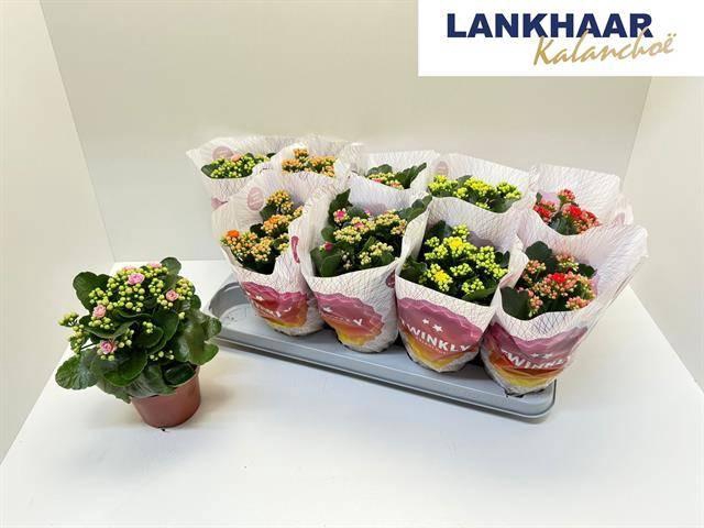 <h4>KAL GE PERF GEM 5 KL</h4>