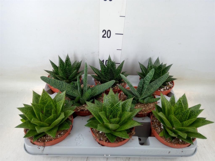 <h4>Aloe ...mix</h4>