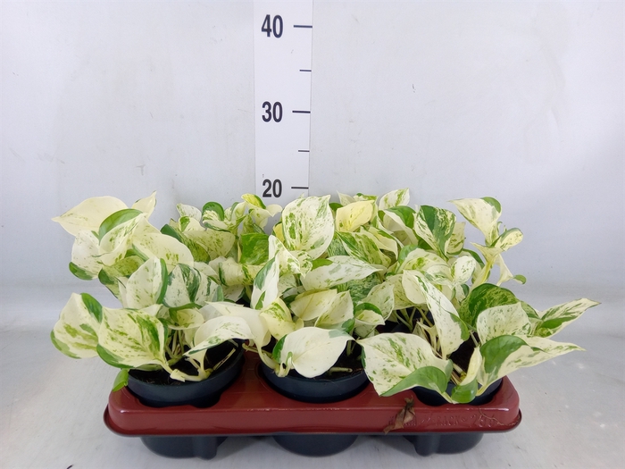 <h4>Epipremnum pinn. 'Happy Leaf'</h4>