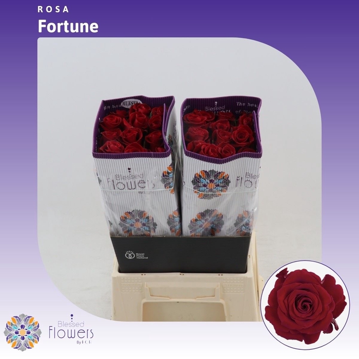<h4>Rosa gr Fortune</h4>