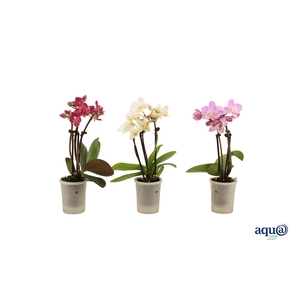 Phal Tiny Dolls Mix 3T18+ Aqu@