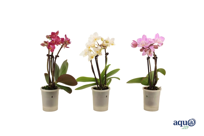<h4>Phal Tiny Dolls Mix 3T18+ Aqu@</h4>