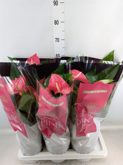 <h4>Anthurium andr. 'Maine'</h4>