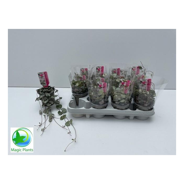 <h4>CEROPEGIA WOODII SUP</h4>