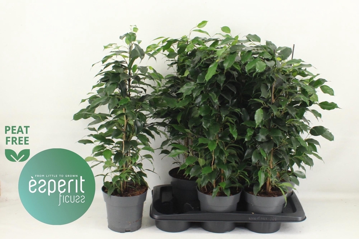 <h4>FIC BE DANIELLE</h4>