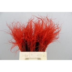 Df Stypha 40cm Bs Red