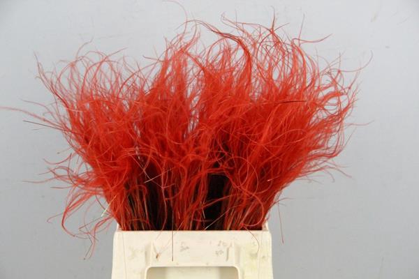 <h4>Df Stypha 40cm Bs Red</h4>