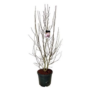 Magnolia soulangeana