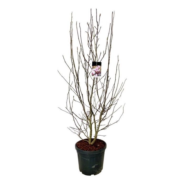 <h4>Magnolia soulangeana</h4>