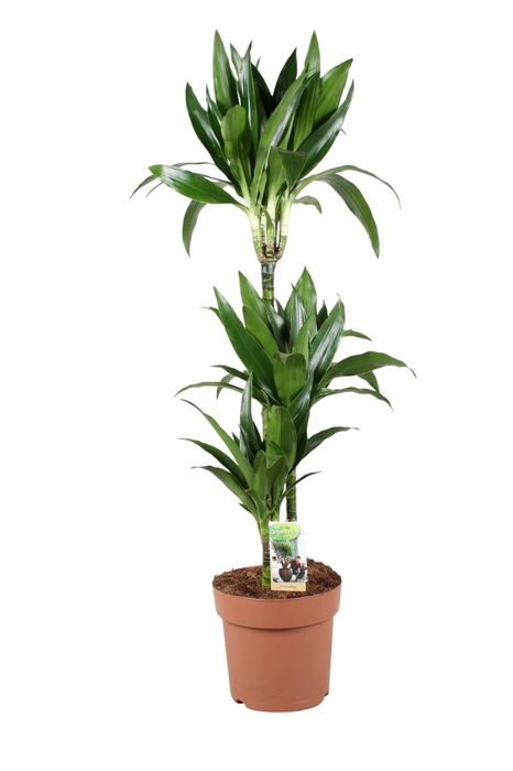 <h4>Dracaena frag. 'Janet Craig'</h4>