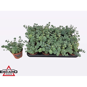 SEDUM SI MEDIOVARIEG