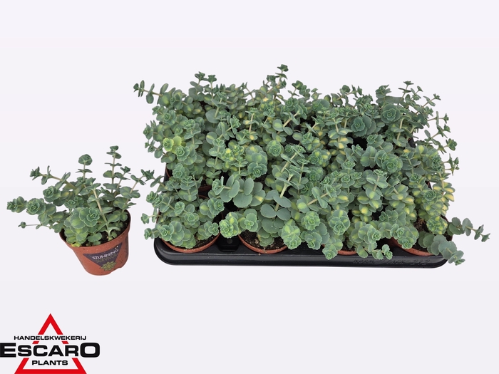 <h4>SEDUM SI MEDIOVARIEG</h4>