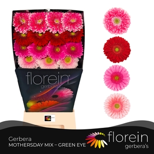 Gerbera Mix 4 kleuren Diamond