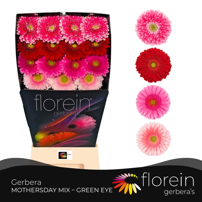 <h4>Gerbera Mix 4 kleuren Diamond</h4>