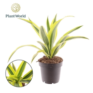Dracaena Fragrans Lemon Lime