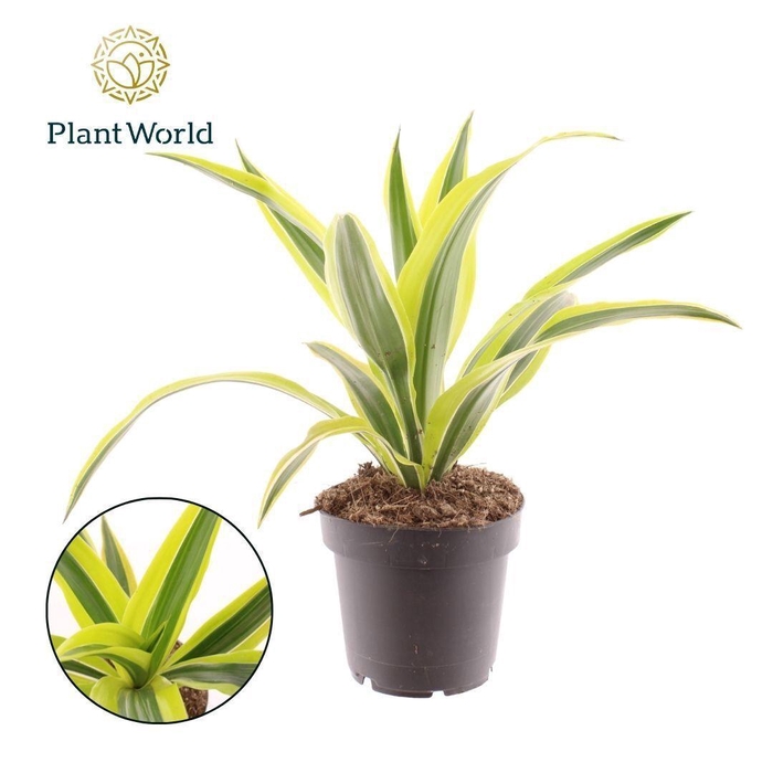 <h4>Dracaena Fragrans Lemon Lime</h4>