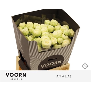 R Tr Ayala Voorn Seasons