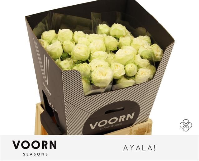 <h4>R Tr Ayala Voorn Seasons</h4>