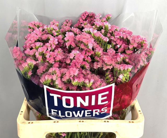 <h4>LIM S EMMA PEACH+</h4>