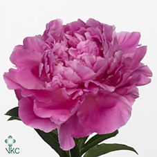 Paeo L Pink Jazz