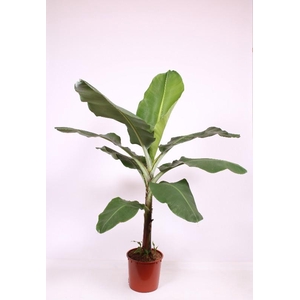 Musa Dwarf Cavendish