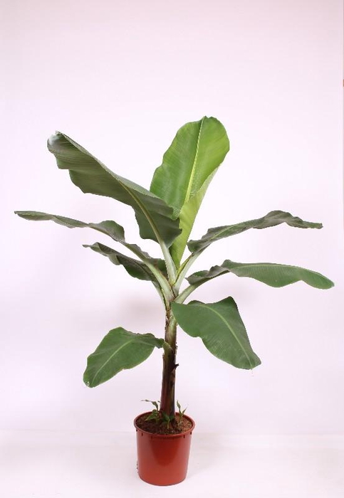 <h4>Musa Dwarf Cavendish</h4>