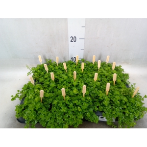 Pilea depressa
