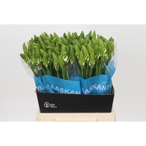 Ornithogalum Mount Fuji
