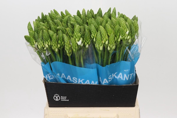 <h4>Ornithogalum Mount Fuji</h4>