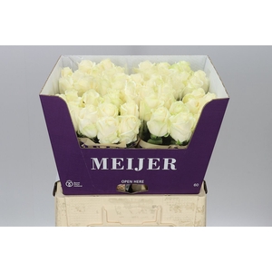 Rosa Gr Four Seasons+