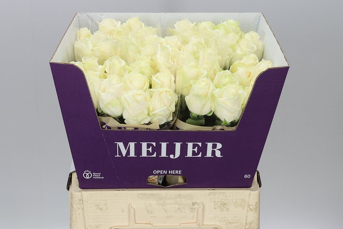 <h4>Rosa Gr Four Seasons+</h4>