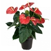 ANTH RED GIANT P19