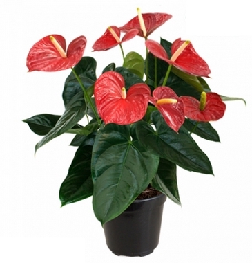 ANTH RED GIANT P19