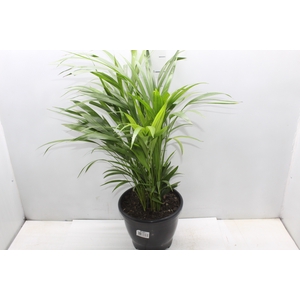 ARECA BAMBU P24