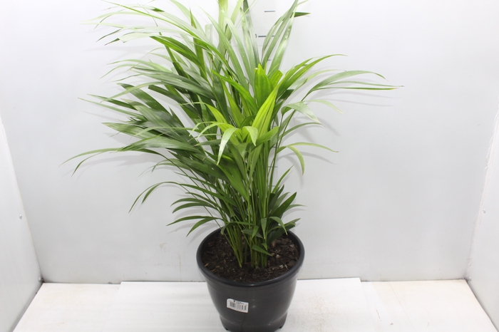 <h4>ARECA BAMBU P24</h4>