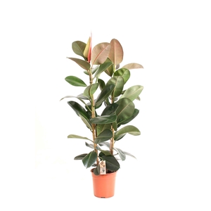 Ficus P27 Robusta 2PP
