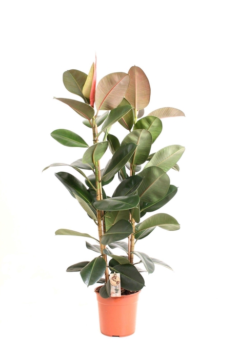 <h4>Ficus P27 Robusta 2PP</h4>