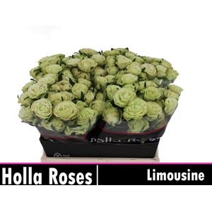 ROSA TR 'LIMOUSINE'