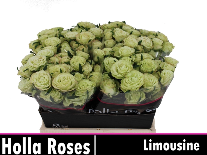<h4>ROSA TR 'LIMOUSINE'</h4>