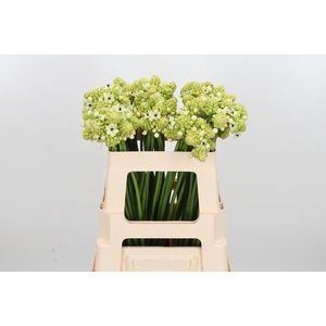 Ornithogalum Saundersiae