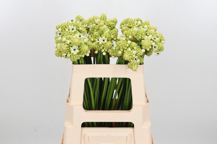 <h4>Ornithogalum Saundersiae</h4>