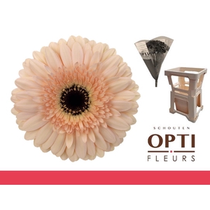 Gerbera Cafe del Mar Water / Hoes