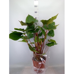 Homalomena rubescens 'Maggy'